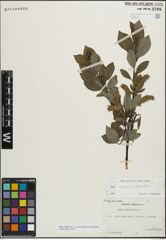Foto von Salix myrsinifolia Salisb. x Salix phylicifolia L.